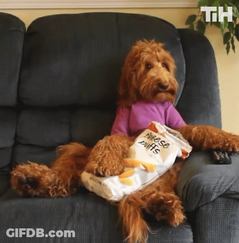 Dog Sitting On Couch With Cheese Puffs GIF