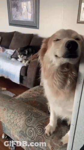 Dog Sitting On Couch With Eyes Closed GIF