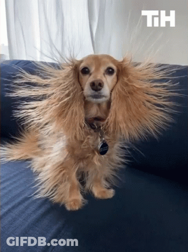 Dog Sitting On Couch With Hair Blowing In Wind GIF
