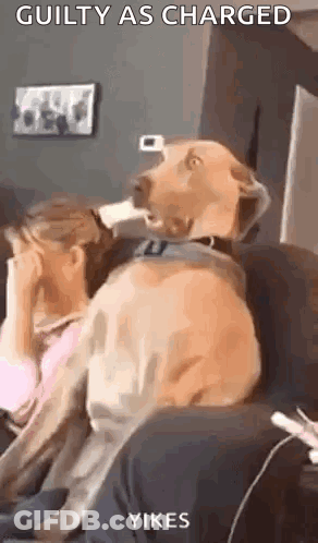 Dog Sitting On Couch With Head On Woman's Face GIF
