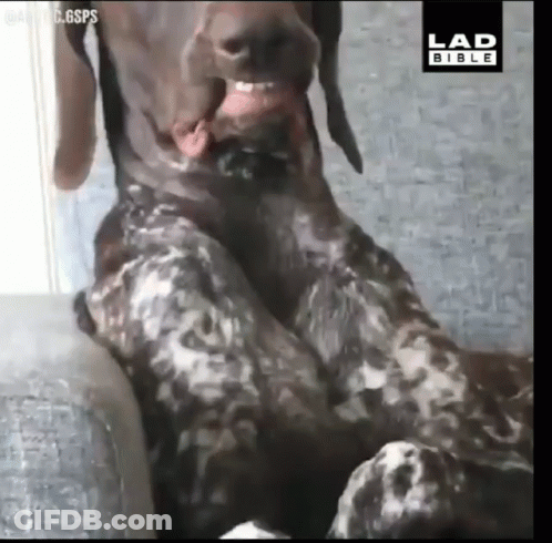 Dog Sitting On Couch With Lad Bible Logo GIF