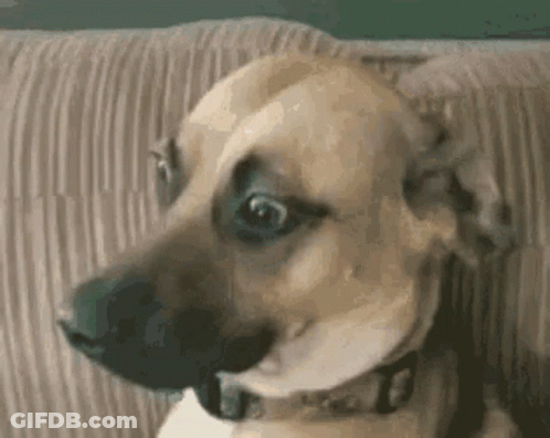 Dog Sitting On Couch With Mouth Open Looking At Camera GIF