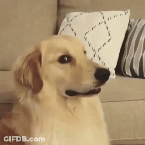 Dog Sitting On Couch With Pillows GIF