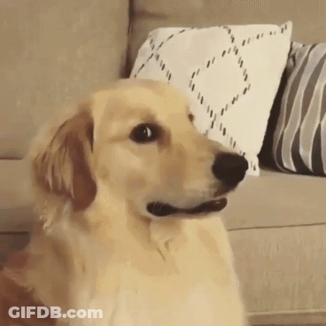 Dog Sitting On Couch With Pillows GIF