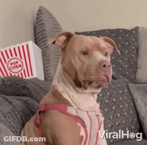 Dog Sitting On Couch With Popcorn GIF