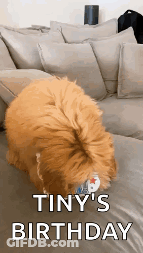 Dog Sitting On Couch With Remote In Mouth GIF
