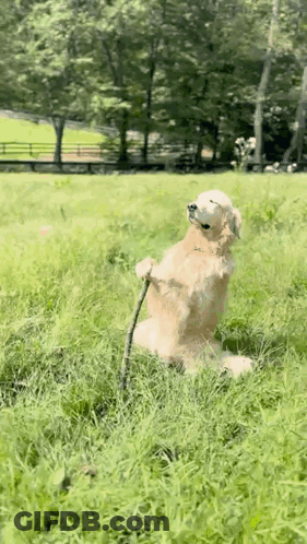 Dog Sitting On Hind Legs Holding Stick GIF