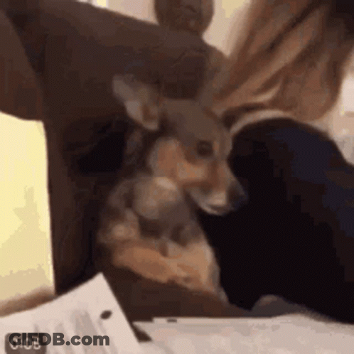 Dog Sitting On Lap Looking At Camera GIF