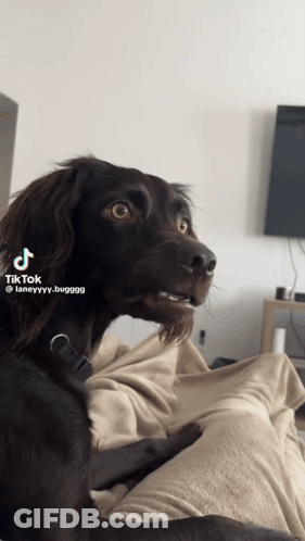 Dog Sitting On Lap Uploading TikTok GIF