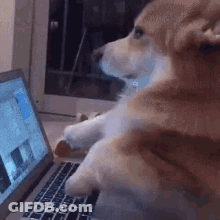 Dog Sitting On Laptop GIF