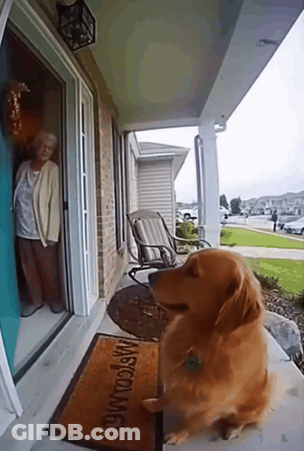 Dog Sitting On Porch With Welcome Mat GIF