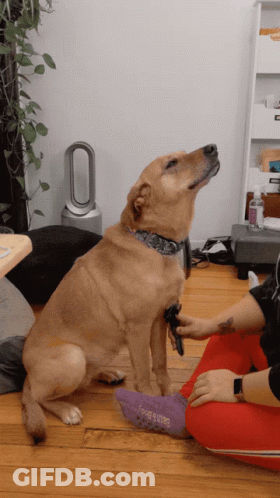 Dog Sitting On Red Chair Looking At Phone GIF