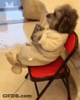 Dog Sitting On Red Chair Looking At Phone GIF