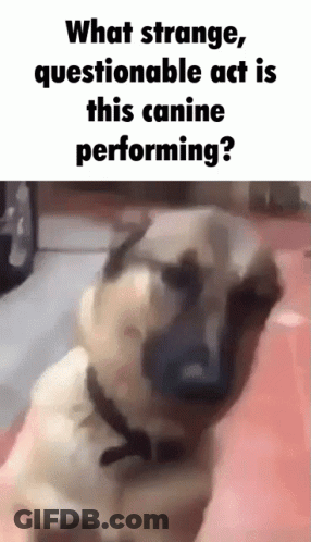Dog Sitting On Red Floor Saying What Strange Act GIF