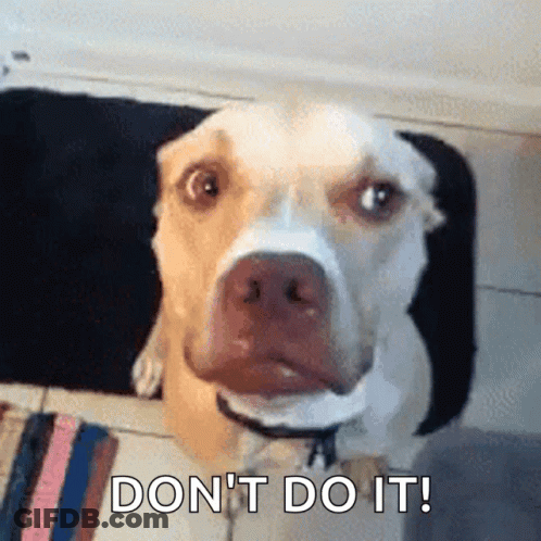 Dog Sitting On Rug Do Not Do It GIF