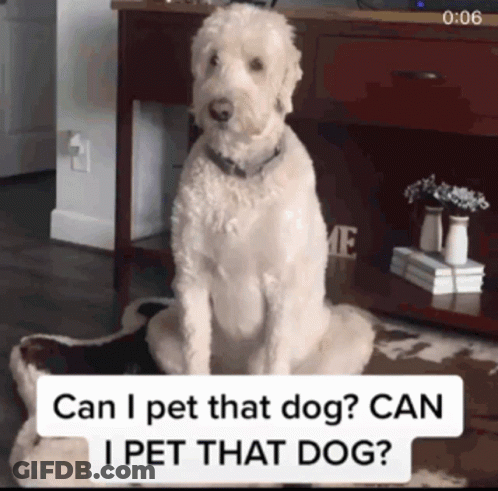 Dog Sitting On Rug Saying Can I Pet That Dog GIF