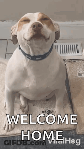 Dog Sitting On Rug With Welcome Home GIF