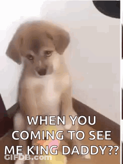 Dog Sitting On Staircase GIF