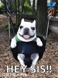 Dog Sitting On Swing Saying Hey Sis GIF