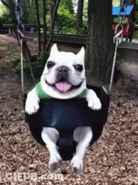 Dog Sitting On Swing With Tongue Out GIF