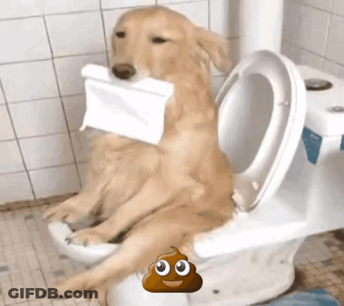 Dog Sitting On Toilet With Paper GIF