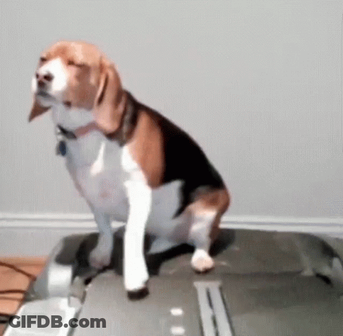 Dog Sitting On Top Of Treadmill GIF