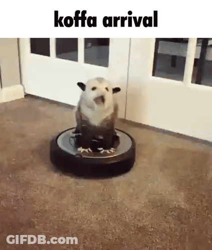 Dog Sitting On Vacuum Cleaner GIF