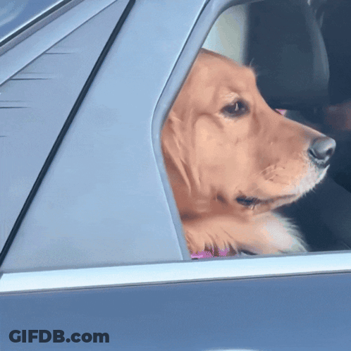 Dog Sitting On Window Sill With Flowers GIF