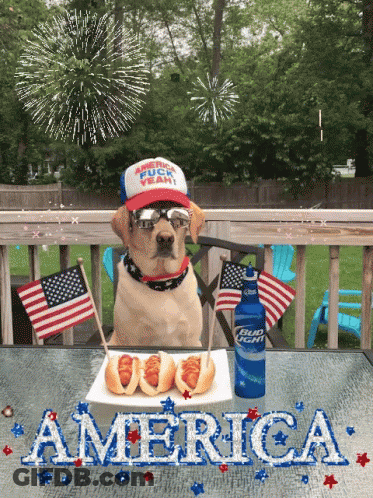 Dog Sitting With Hot Dogs And Bud Light GIF