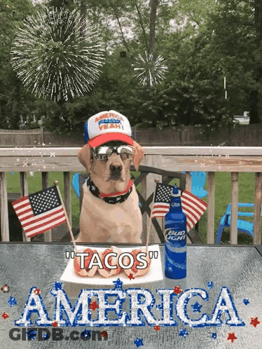 Dog Sitting With Tacos And Bud Light GIF