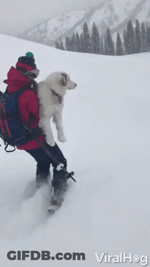 Dog Skiing Snow Storm GIF