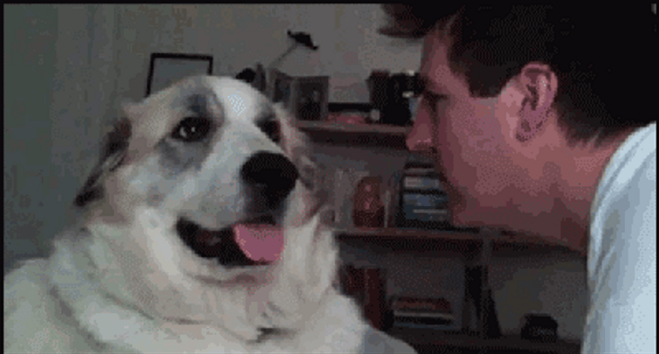 Dog Slapping Man Face GIF