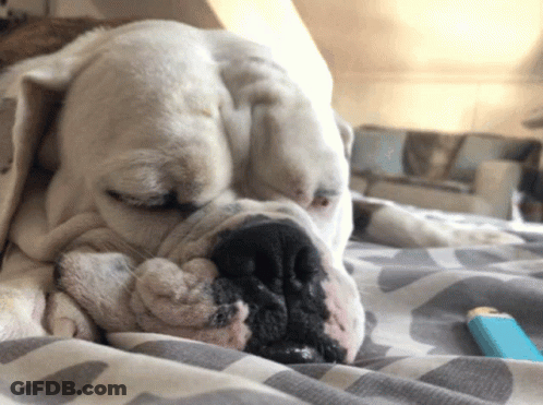 Dog Sleeping On Bed GIF