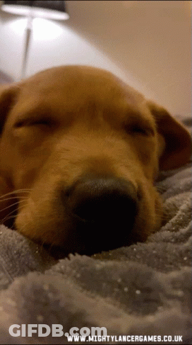 Dog Sleeping On Bed GIF