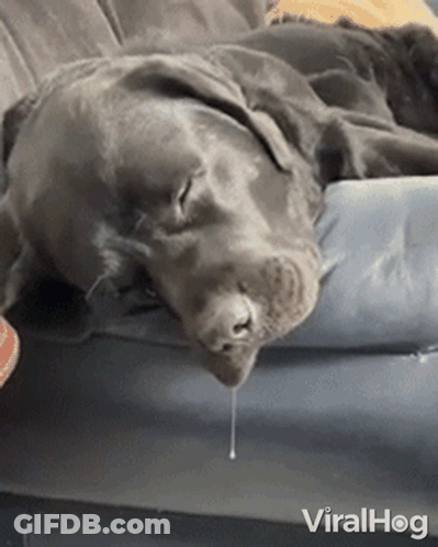 Dog Sleeping On Couch With Mouth Open GIF