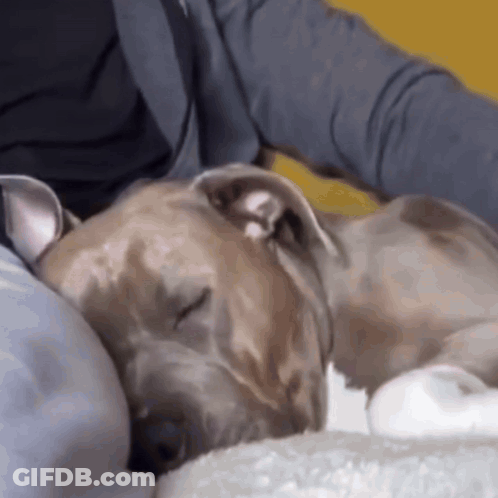 Dog Sleeping On Lap With Eyes Closed GIF