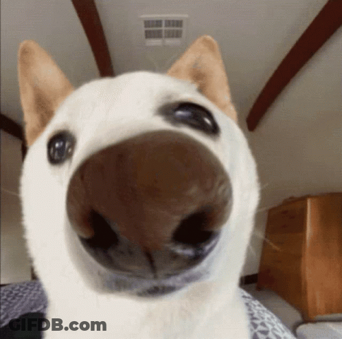 Dog Sleeping Saying When It Monday And I Am Tired GIF