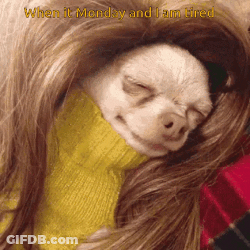 Dog Sleeping Saying When It Monday And I Am Tired GIF