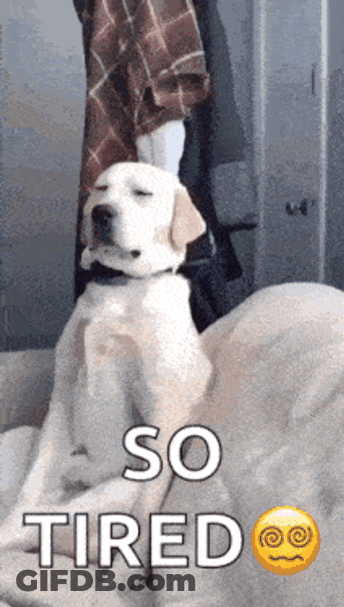 Dog Sleepy GIF