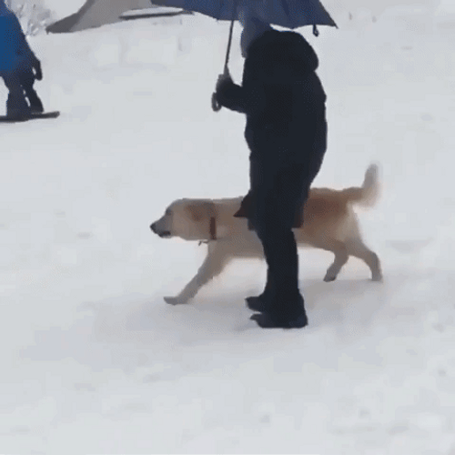 Dog Slide Down On Snow GIF