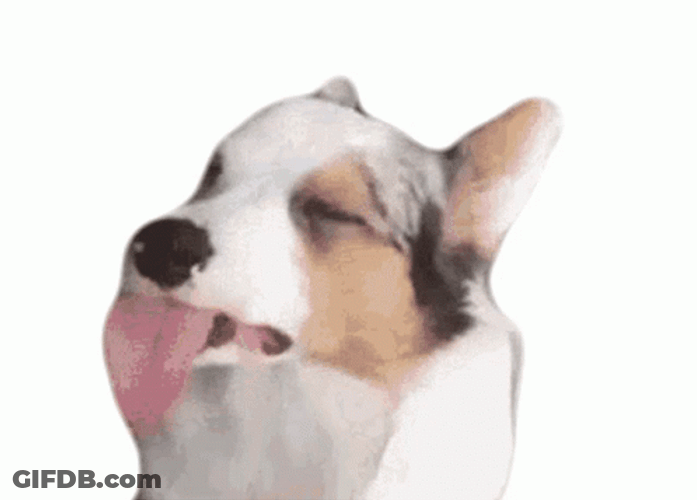 Dog Slowly Licking Butter GIF