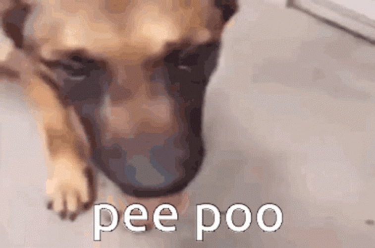 Dog Smelled Pee Poo GIF