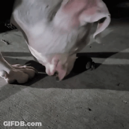 Dog Smelling Poop On The Ground GIF