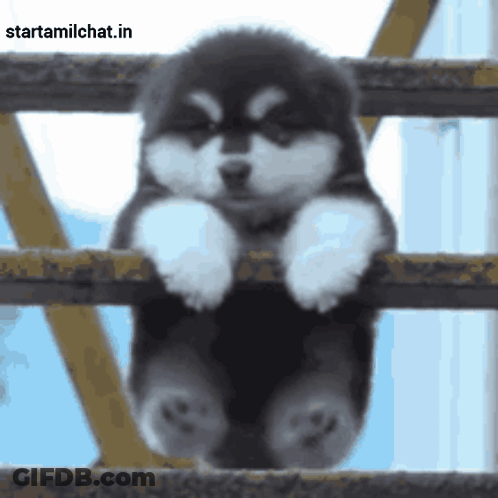 Dog Smile Enjoy GIF