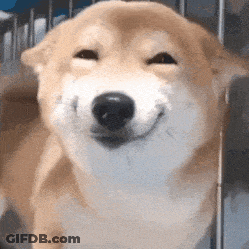 Dog Smile Haha GIF