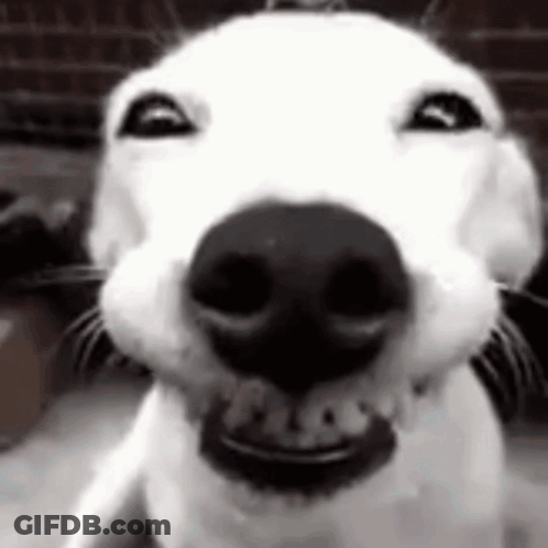 Dog Smiling Close Up GIF
