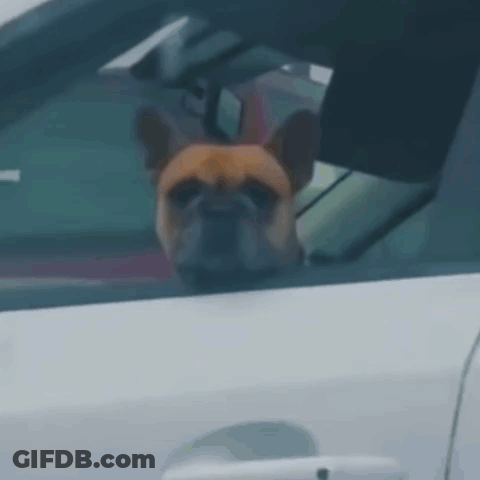 Dog Smiling With Eyes Closed Saying I Happy GIF