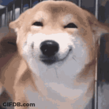 Dog Smiling With Eyes Closed GIF