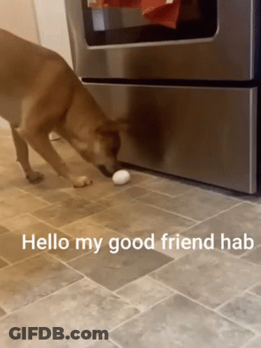 Dog Sniffing Egg Saying Hello My Good Friend Hab GIF