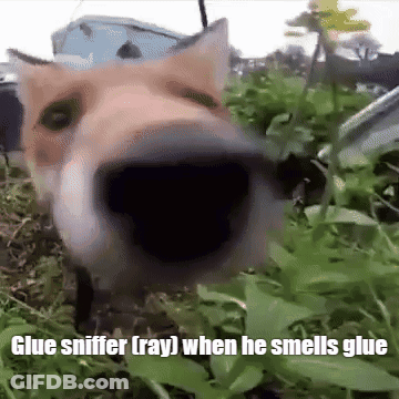 Dog Sniffing Glue GIF